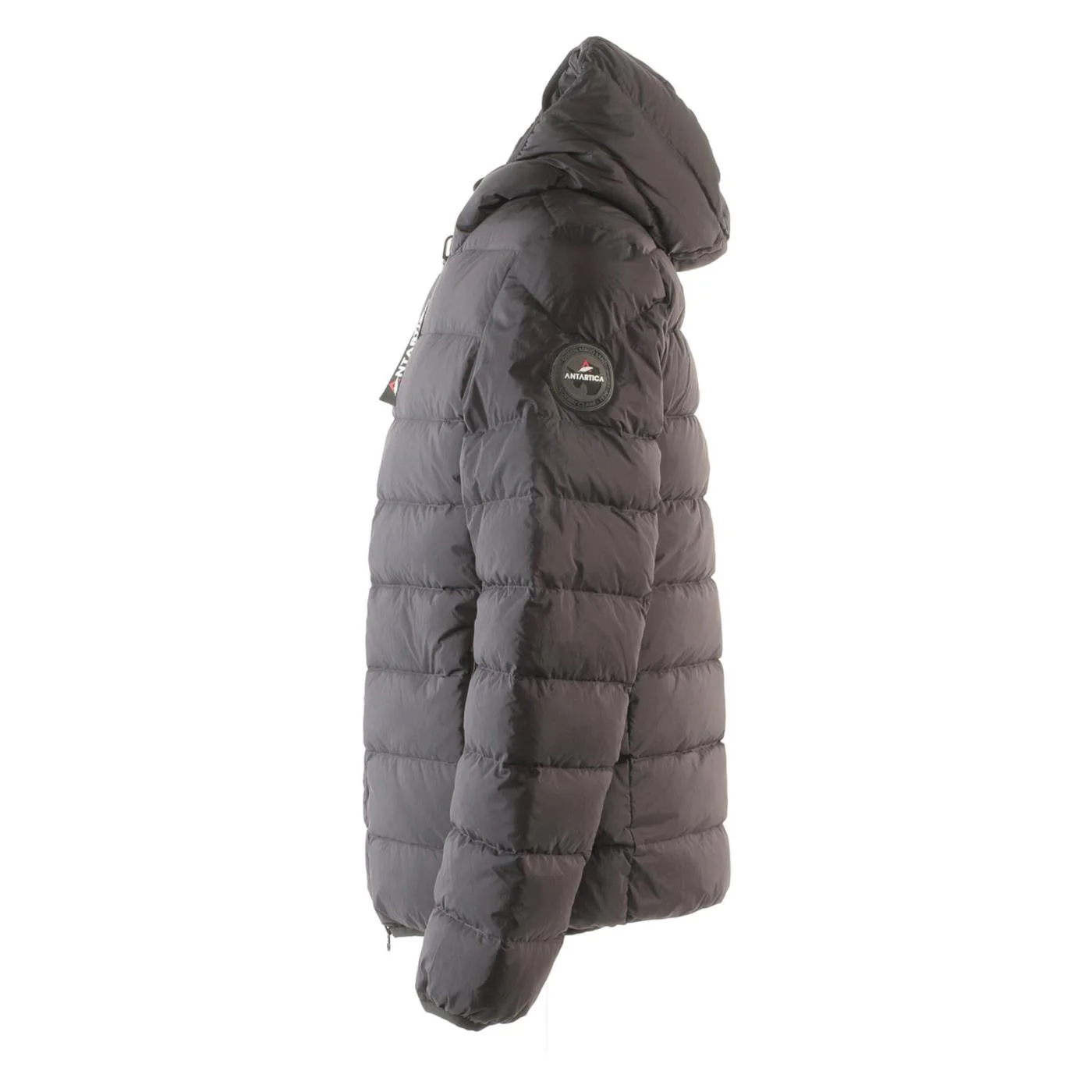 ANTARTICA TARO - Image 4