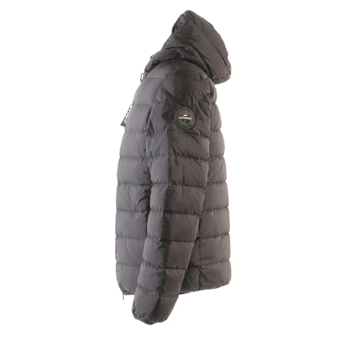 ANTARTICA TARO - Image 4